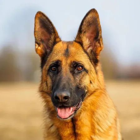In Garachico With Mountain Views Genoves