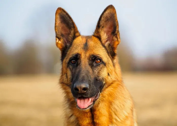 In Garachico With Mountain Views Genovés